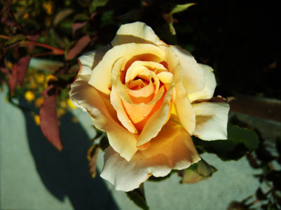 A Rose, by any Other Name
